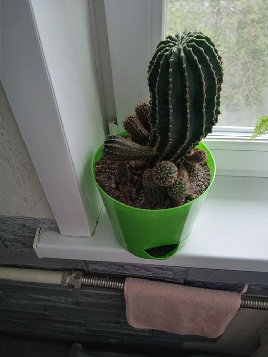 Продам комнатные растения