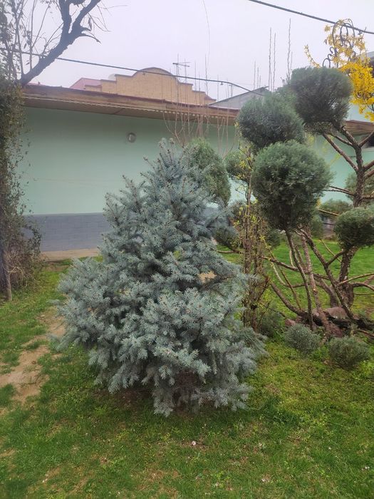 Archa narxini kelishamiz