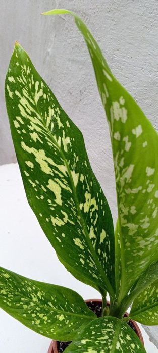 Диффенбахия Вайт Этна (White Etna). Экзотические цветы для дома и офис