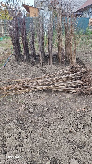 Vând pomi fructiferi altoiți