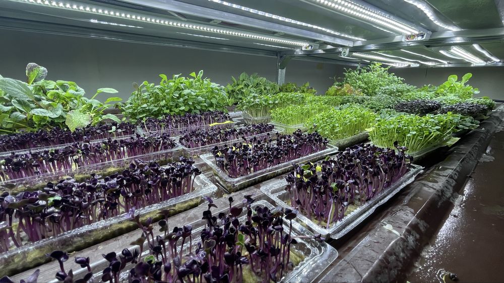 Продается готовый бизнес по выращиванию микрозелени