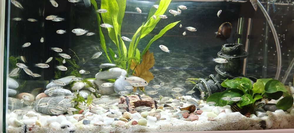 Африкански цихлиди Jewel fish