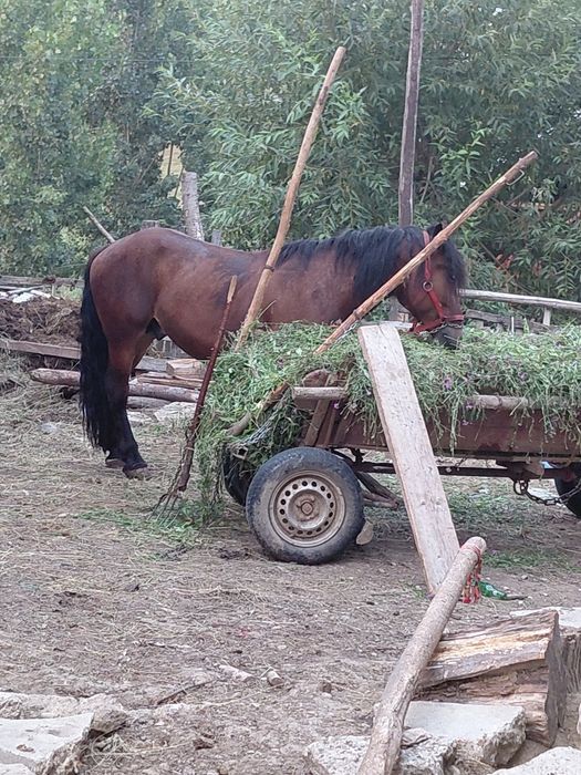 De vânzare sau schimb armăsar cu iapa