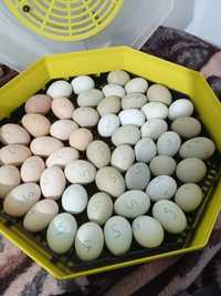 Ouă ideale de incubat sau consum