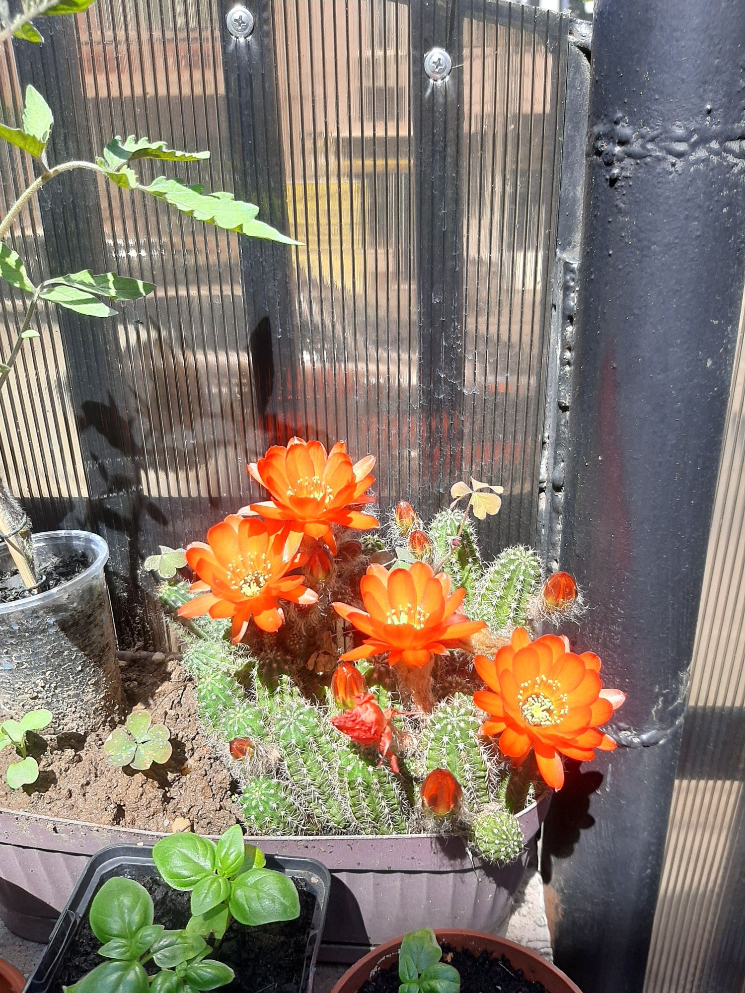 Vand Cactus care face  flori roșii.