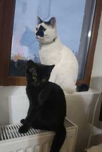 Donez pisicul alb și cățel iubitor Urgent