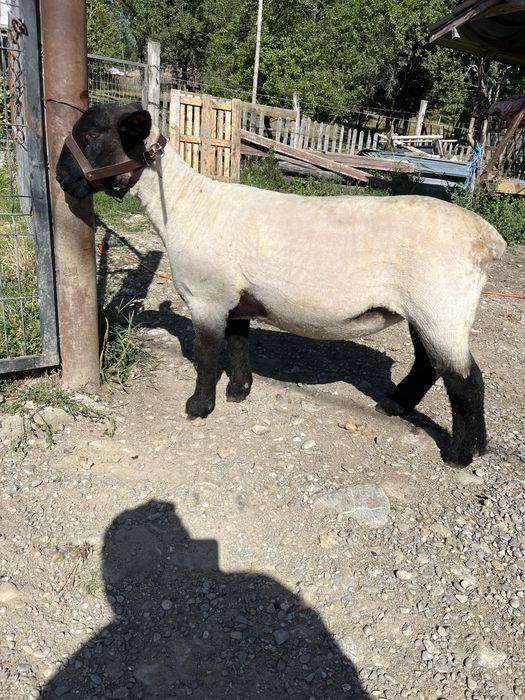 Miei si oi suffolk de vanzare