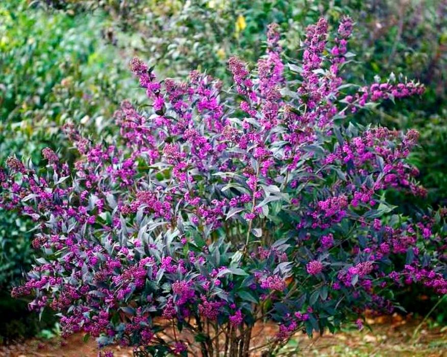 Каликарпа(Красивоплодник)