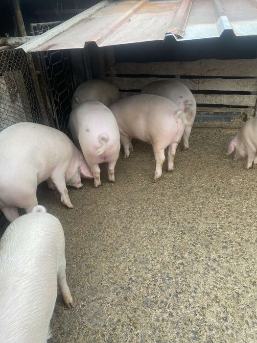 Продавам прасета