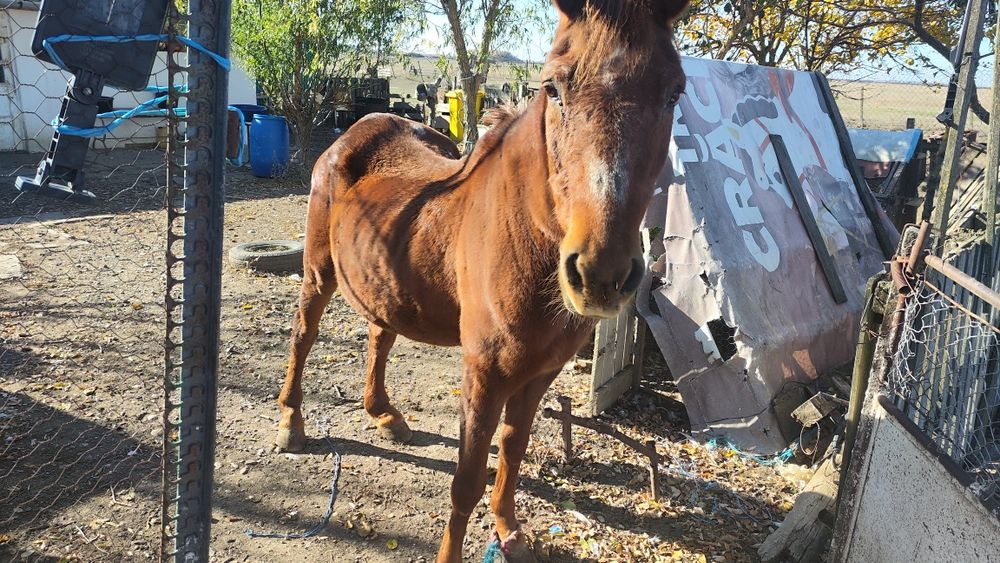 Cal de vânzare cuminte