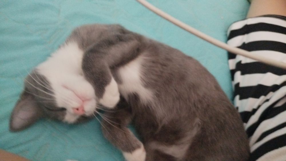 Отдам котёнка в хорошие руки