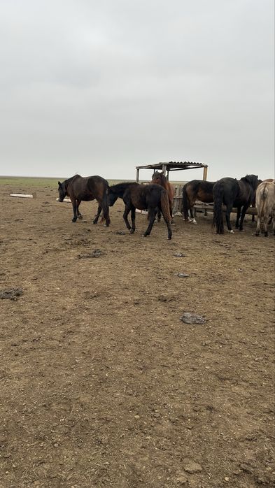 Жабағы соғым семіз