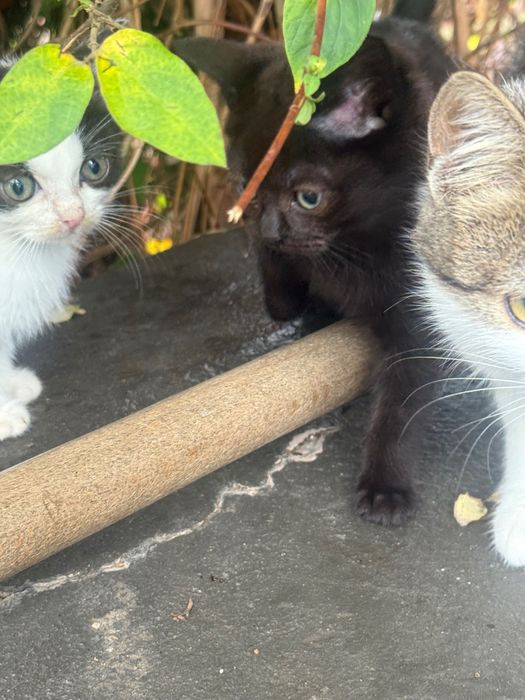 Ofer spre adopție pui pisica