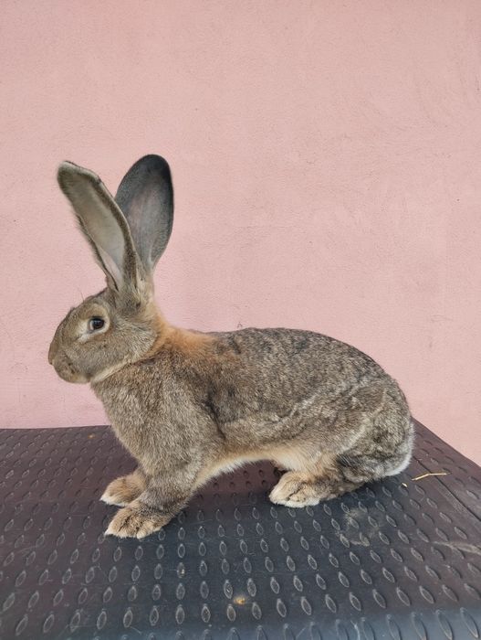 Iepuri Uriaș German Gri