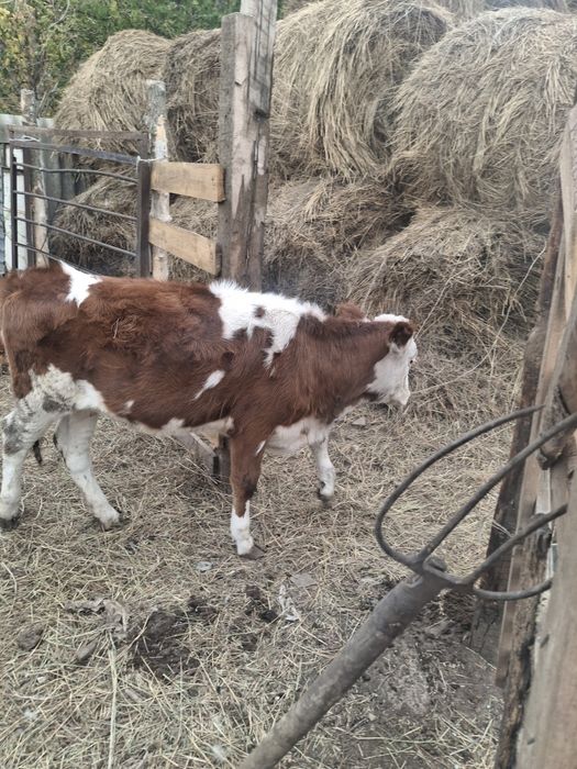 Продам телку 7 месяцов