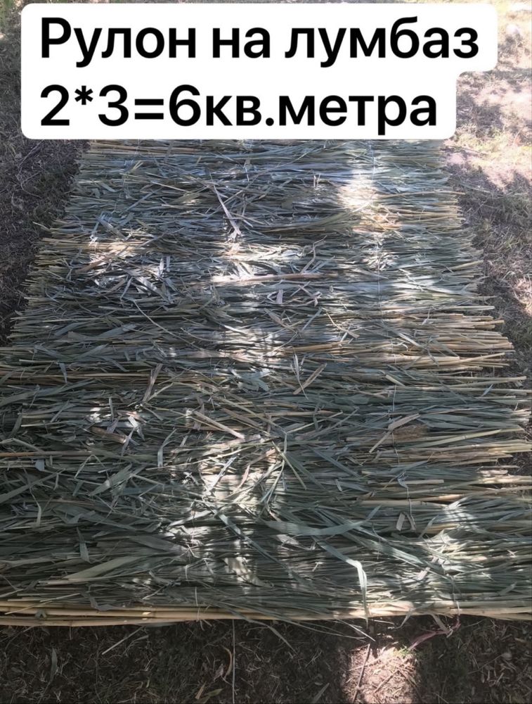 Камыш любого вида. Хар хил турдаги камичлар