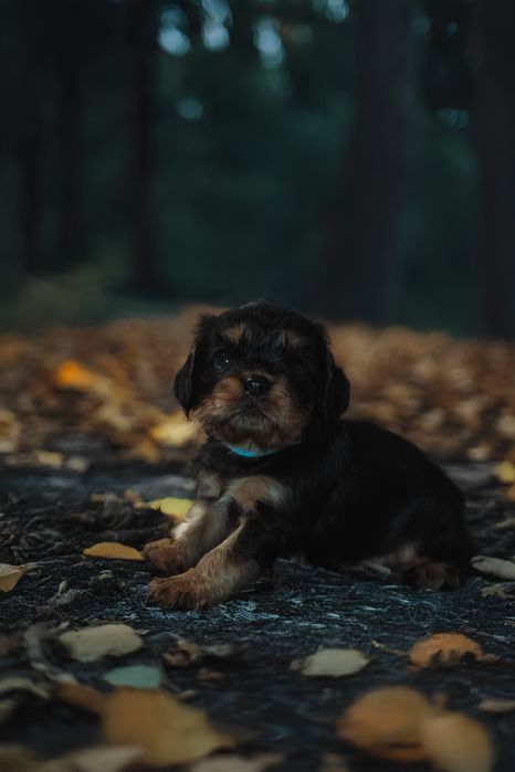 Baiat cu certificat pedigree