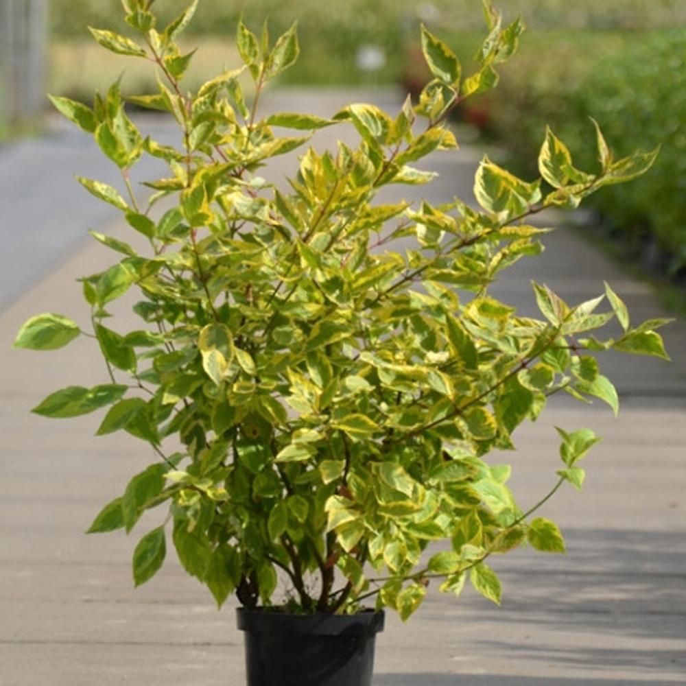 Кизильник блестящий ( cotoneaster lucidus)