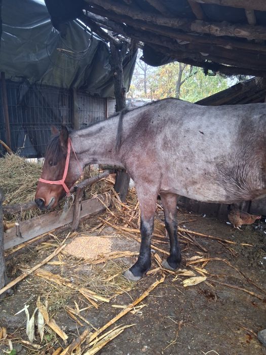 Vand urgent iapa 4anii