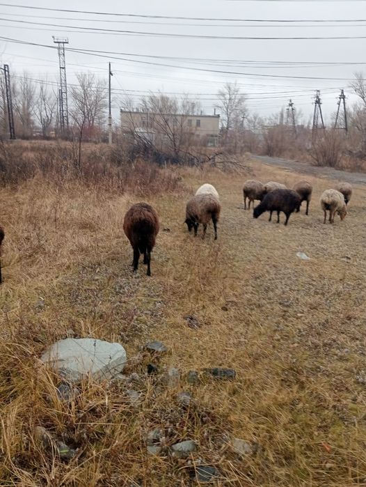 Кой.        сатылады