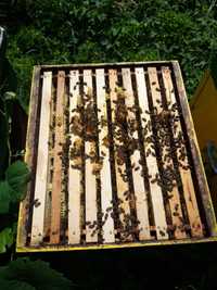 Vând familii albine pregătite de cules