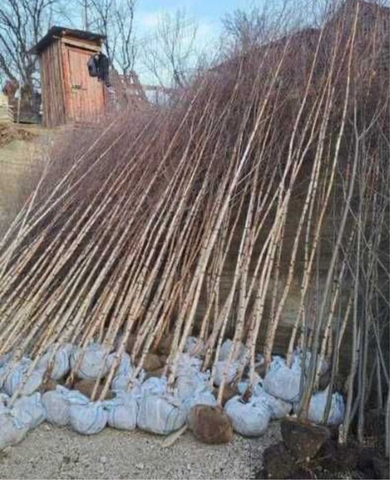 Copaci foiosi ornamentali