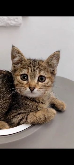 Котёнок ищет дом и заботливого хозяина!