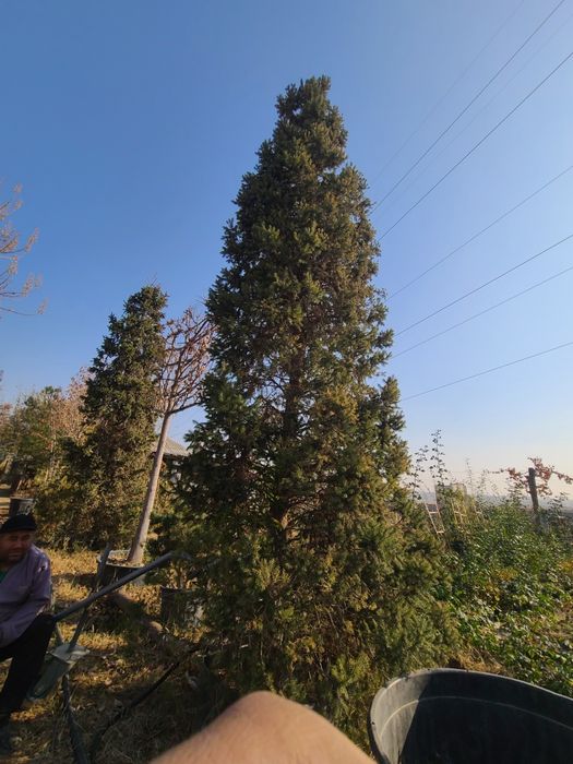 Yel archasi(yel archasiii)