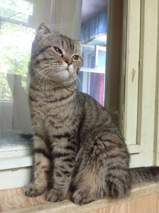 Продается кошка девочка 1 год пародистая британский веслаух