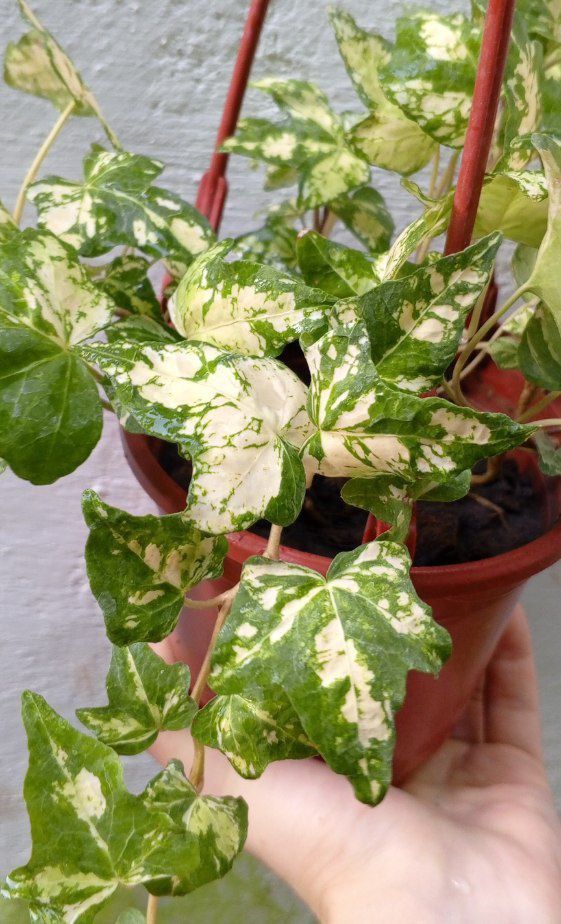 Хедера ( Hedera Golden Jytte). Цветы для дома и офиса.