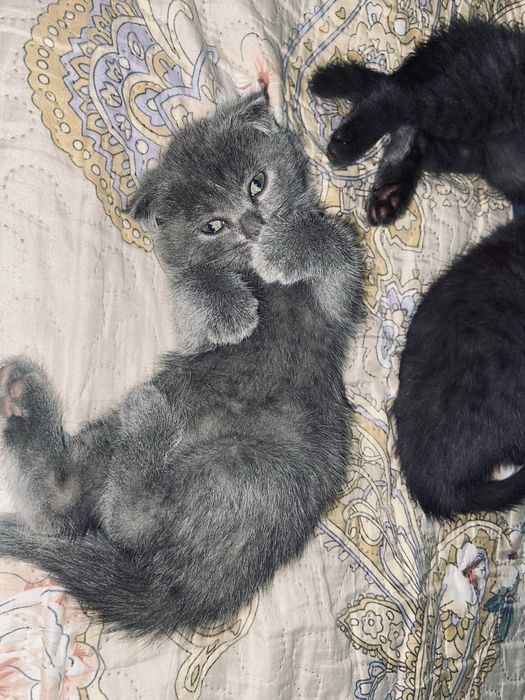 Котята от правильной вязки скотиш фолд