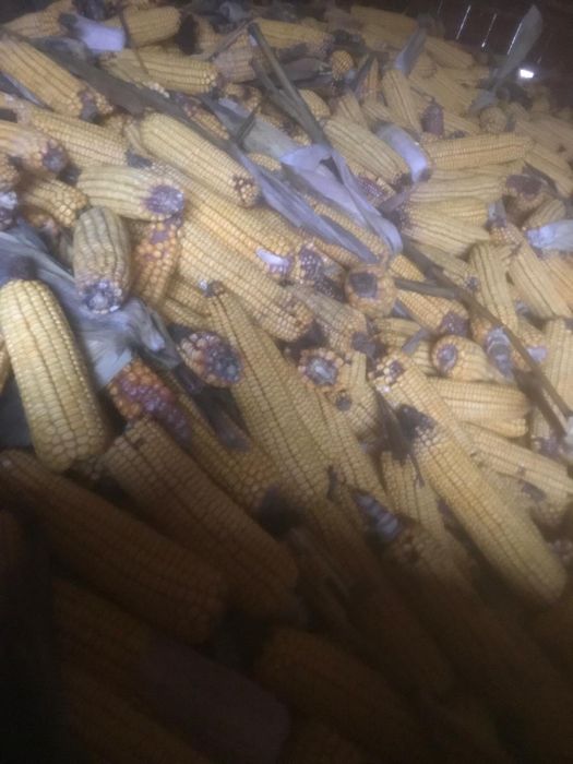 Porumb stiuleti din 2025