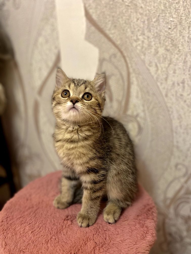 Продаются британские котята