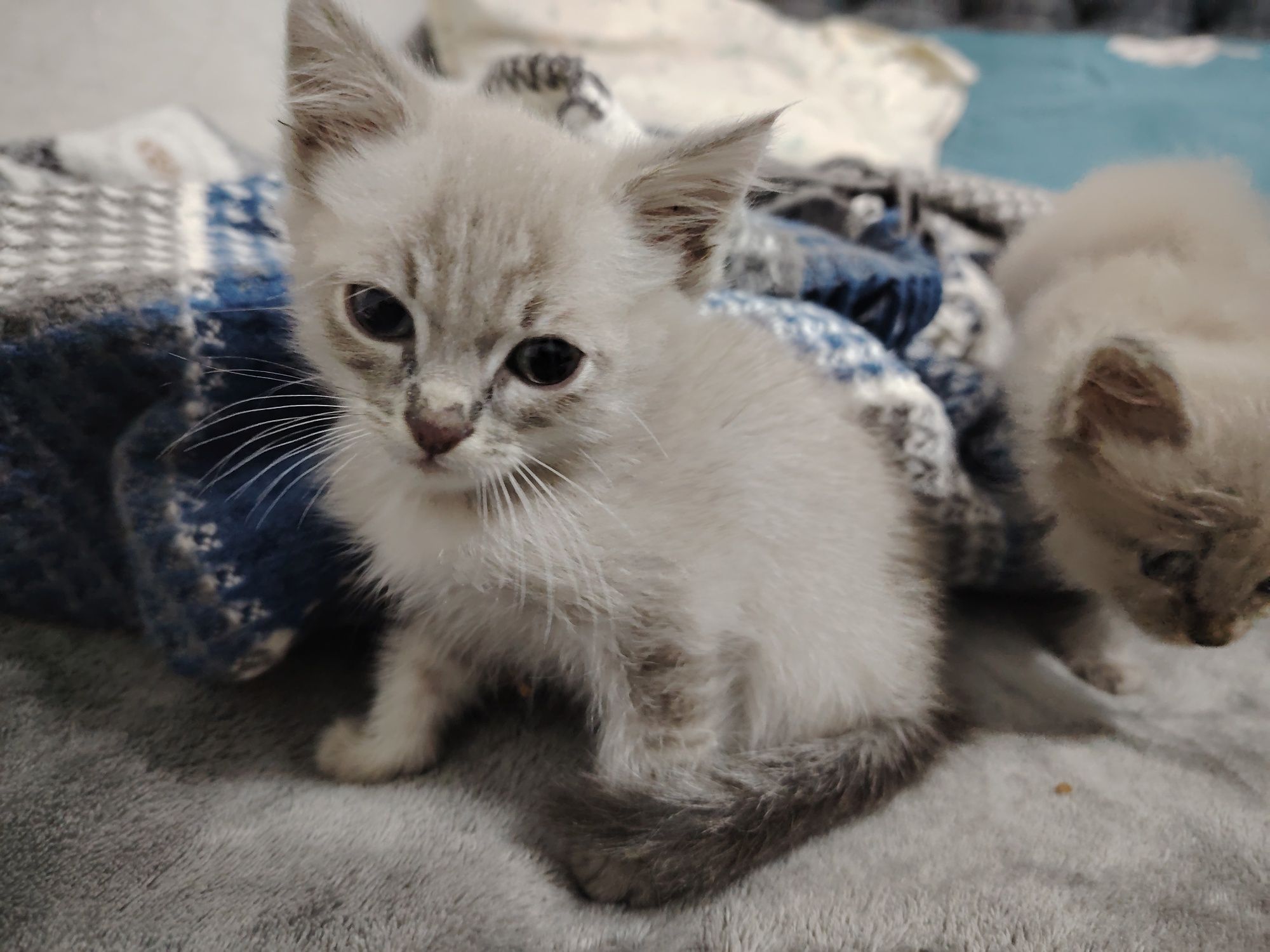 Отдам котят в добрые руки