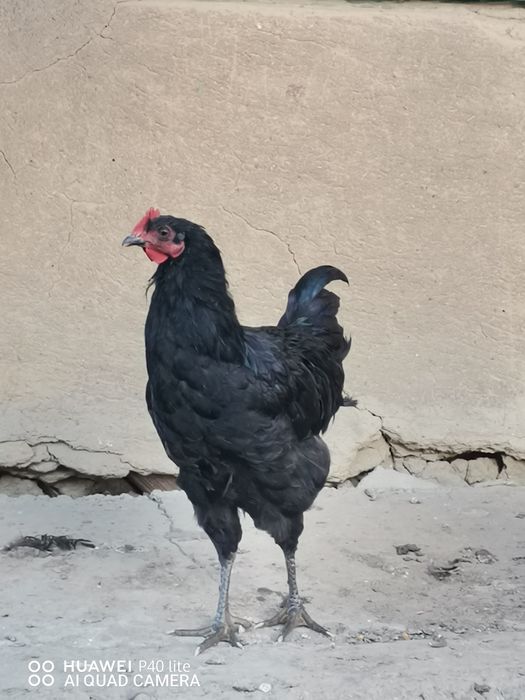 Cocoși crescuți la țară