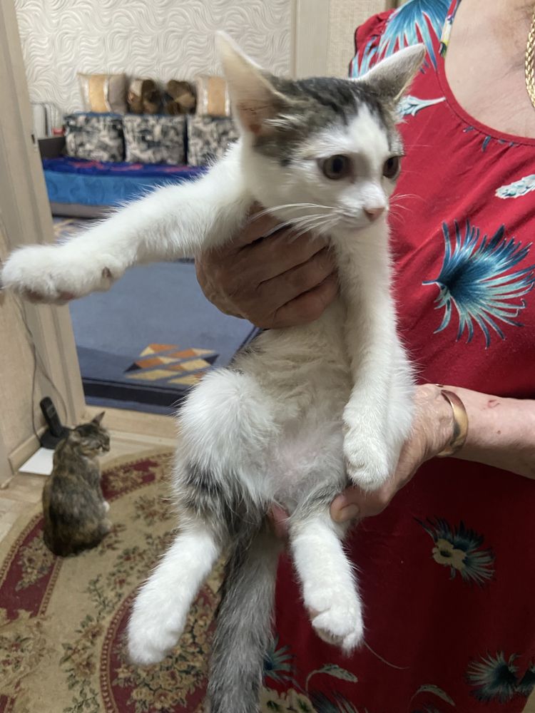 Отдам котёнка в добрые руки
