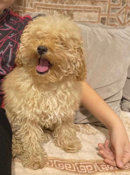 Вязка-той пудель-кобель