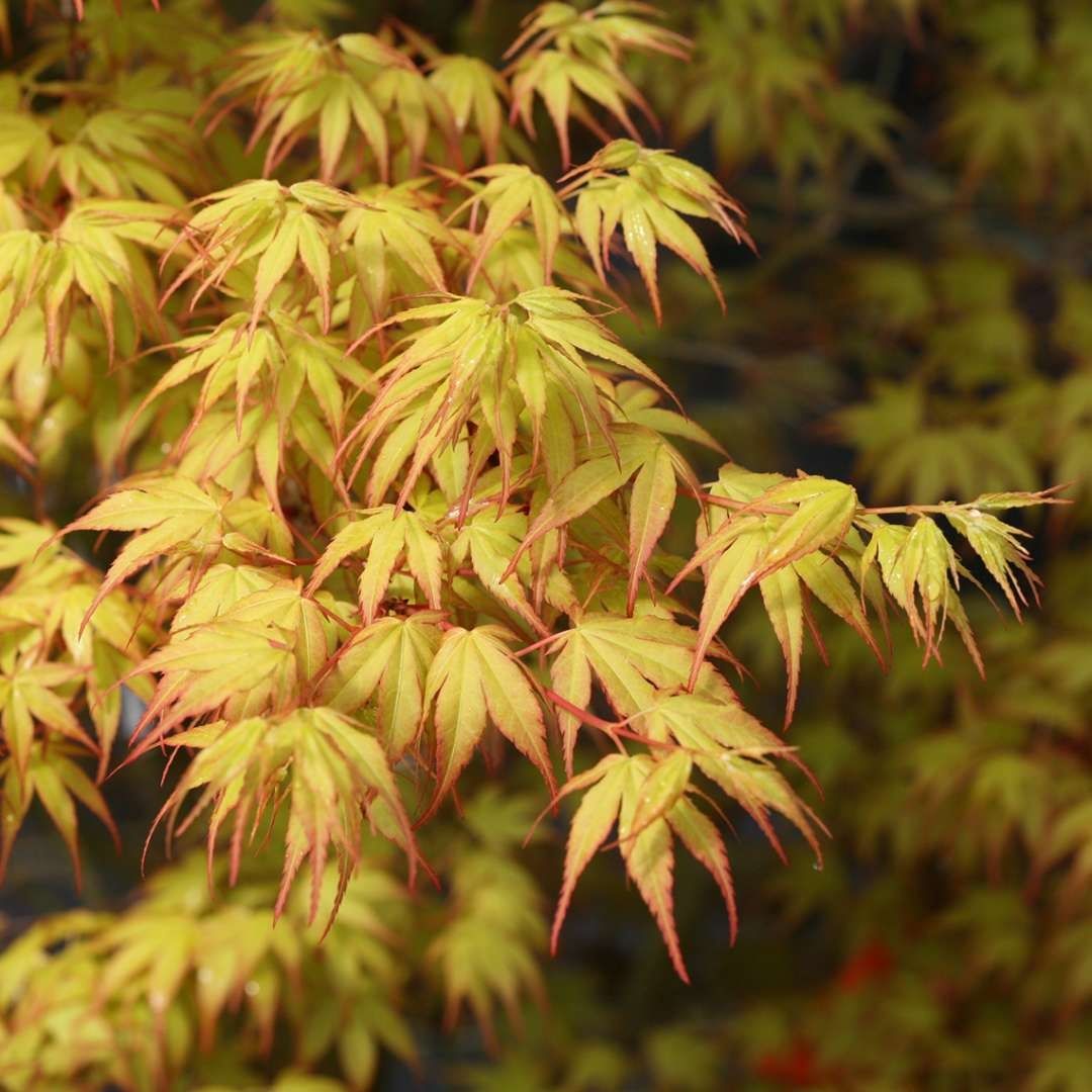 Японски клен(Катсура)\Acer palmatum Katsura