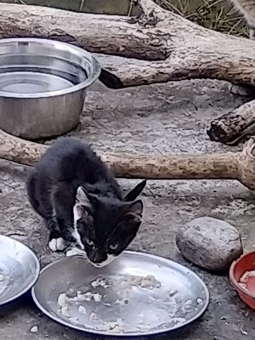 Donez pui de pisică