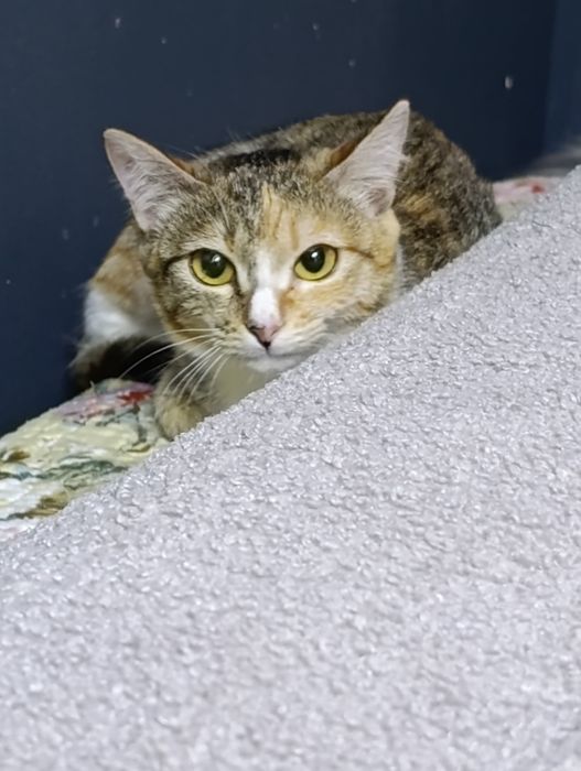 Ириска ждёт своего человека.