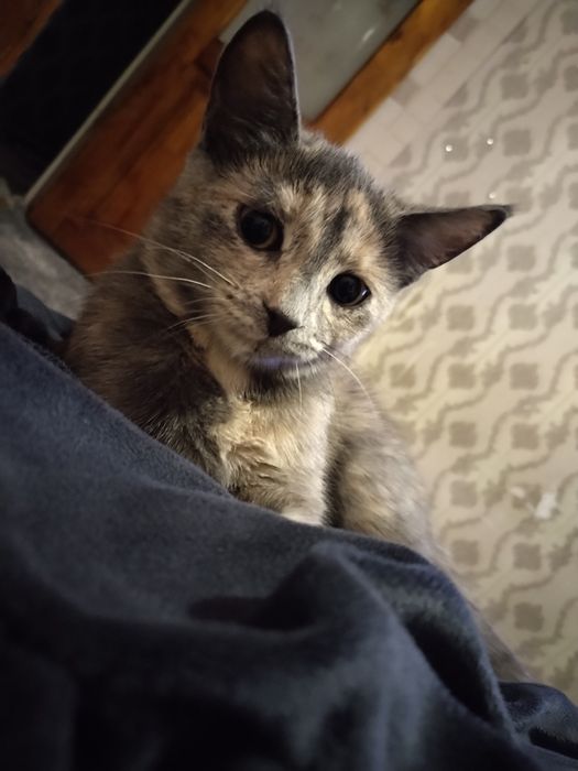 Отдам котёнка (девочка)