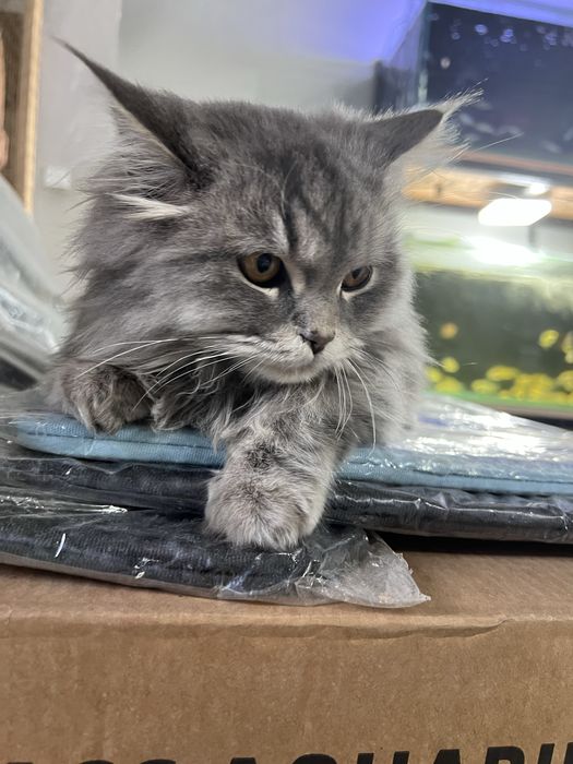 Мушук сотилади тоза зотли