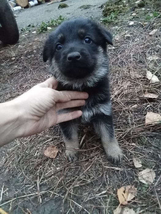 Продам щенят овчарки