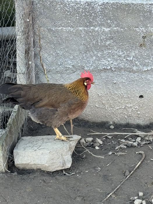 Italiene Potarnichiu