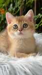 British shorthair NY: 11 golden shaded.
