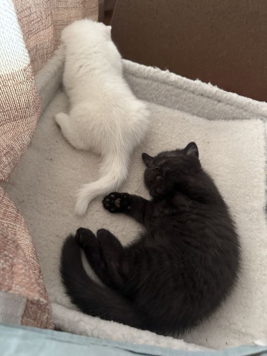 Котёнок скоттиш страйт, чёрный окрас