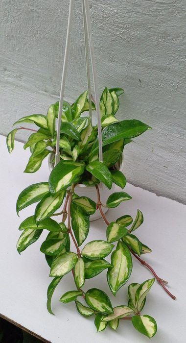 Хойя ‘Krimson Princess'. Экзотический сорт хойи. Цветы для дома