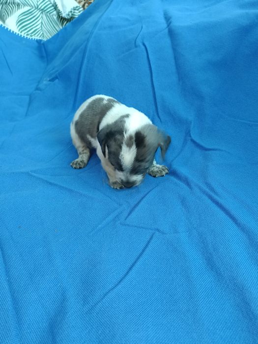 Teckel mini arlechin merle tekel mini