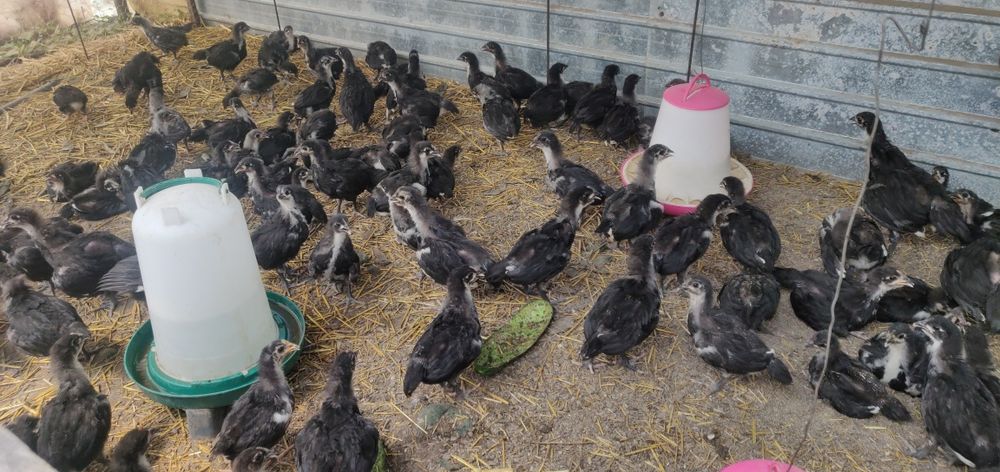 Pui Australorp la 2 săptămâni