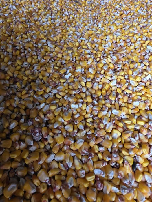 Vand boabe de porumb